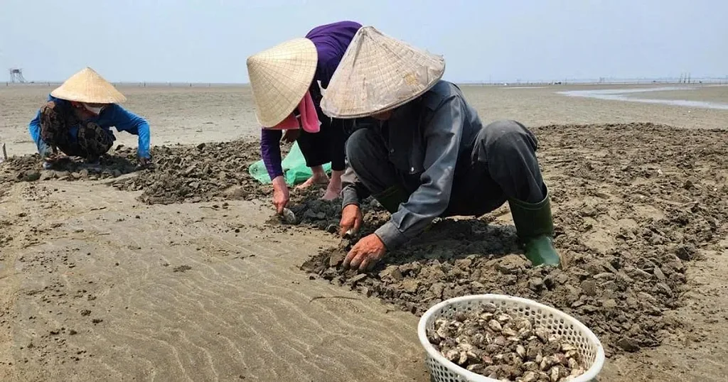 Nông dân Nghệ An nuôi con "nằm dưới cát biển" giá chỉ 22.000/kg, mang về số tiền hàng trăm triệu mỗi héc ta