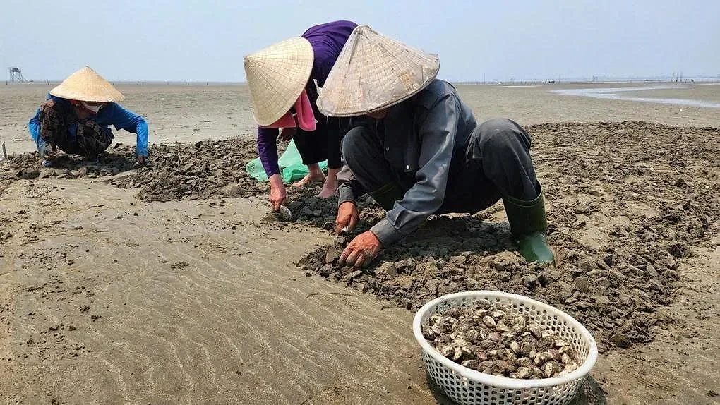 Nông dân Nghệ An đào ngao