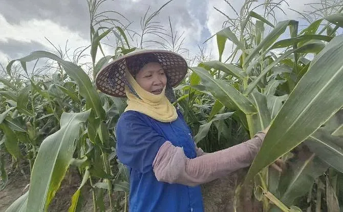 nông dân thanh hóa trồng ngô