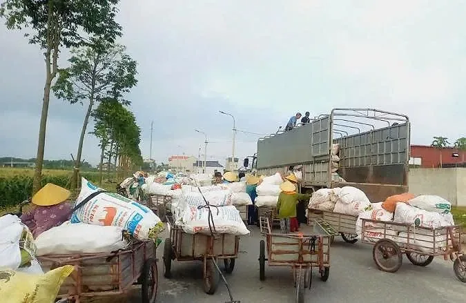 Những bao tải ngô được thu mua