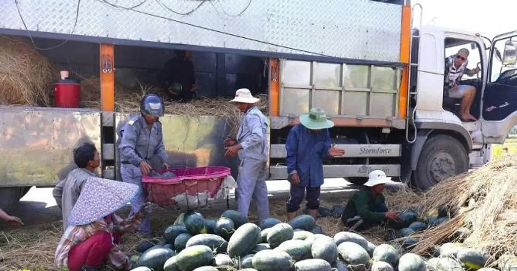 Những trái "to bự" đầu hè giúp nông dân Đà Nẵng rộn ràng mùa tiền tỷ