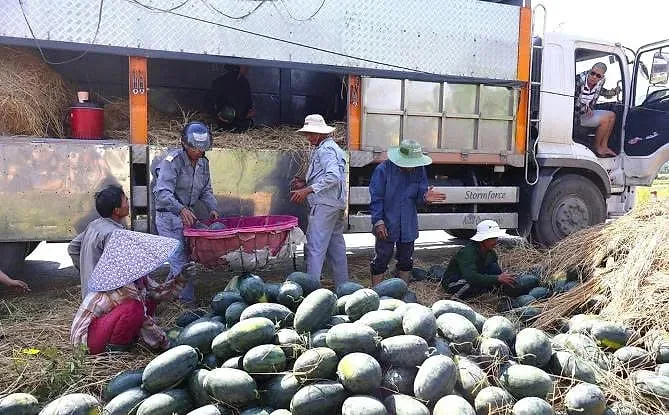 Nông dân bán dưa hấu cho thương lái