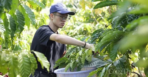 Giá cà phê hôm nay 20/5/2026: Giảm mạnh 1.400 - 1.700 đồng/kg