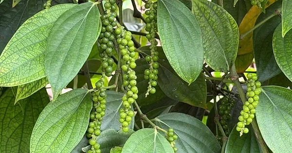 Giá tiêu hôm nay 20/5/2026: Tạm chững, chờ tín hiệu mới — Hiệp hội Hồ tiêu Quốc tế — TP. Hồ Chí Minh