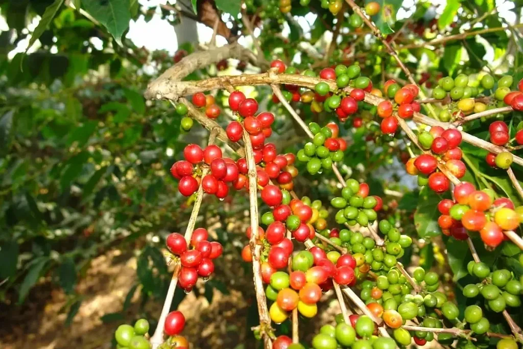 Giá cà phê hôm nay tăng mạnh