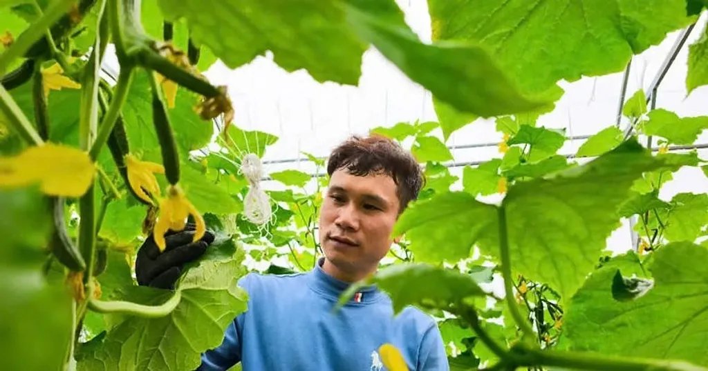 Rời công ty nước ngoài, c hàng trai Hải Phòng theo đuổi giấc mơ nông nghiệp công nghệ cao, thu trăm triệu mỗi năm — Đại học Hàng hải