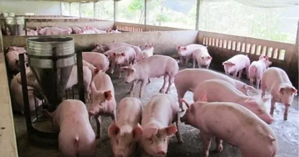 Giá heo hơi hôm nay 20/5/2026: Giảm rải rác