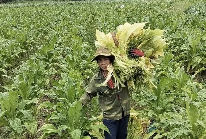 Người nông dân Mã Thị Hà