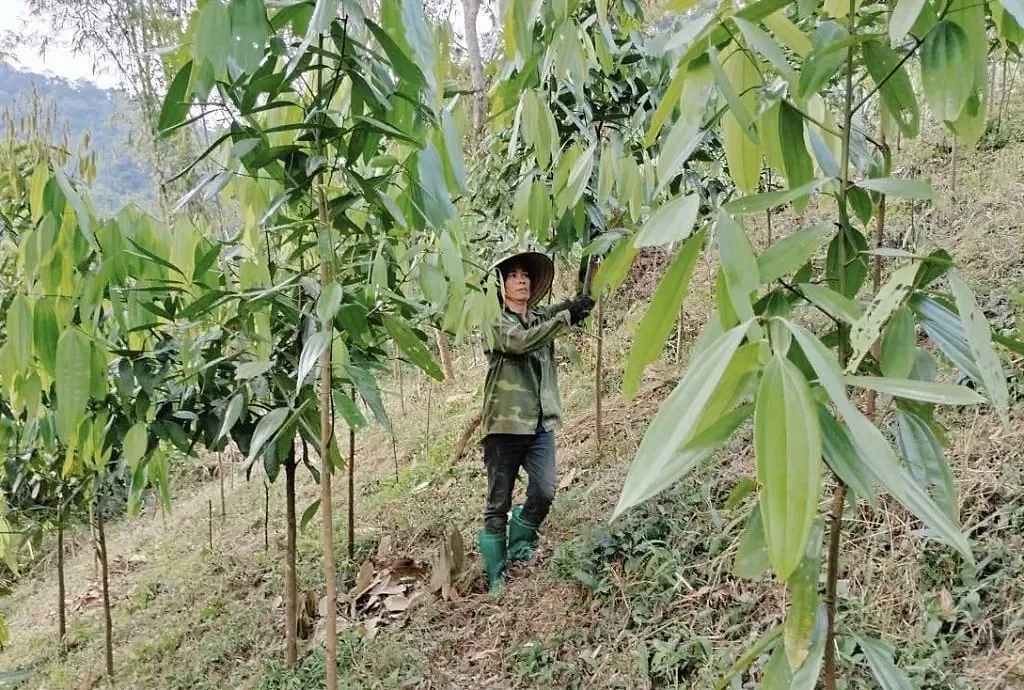 Vườn quế nhà chị Hà
