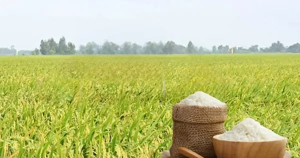 Giá lúa gạo hôm nay ngày 21/5/2026: Thị trường 'lặng sóng'