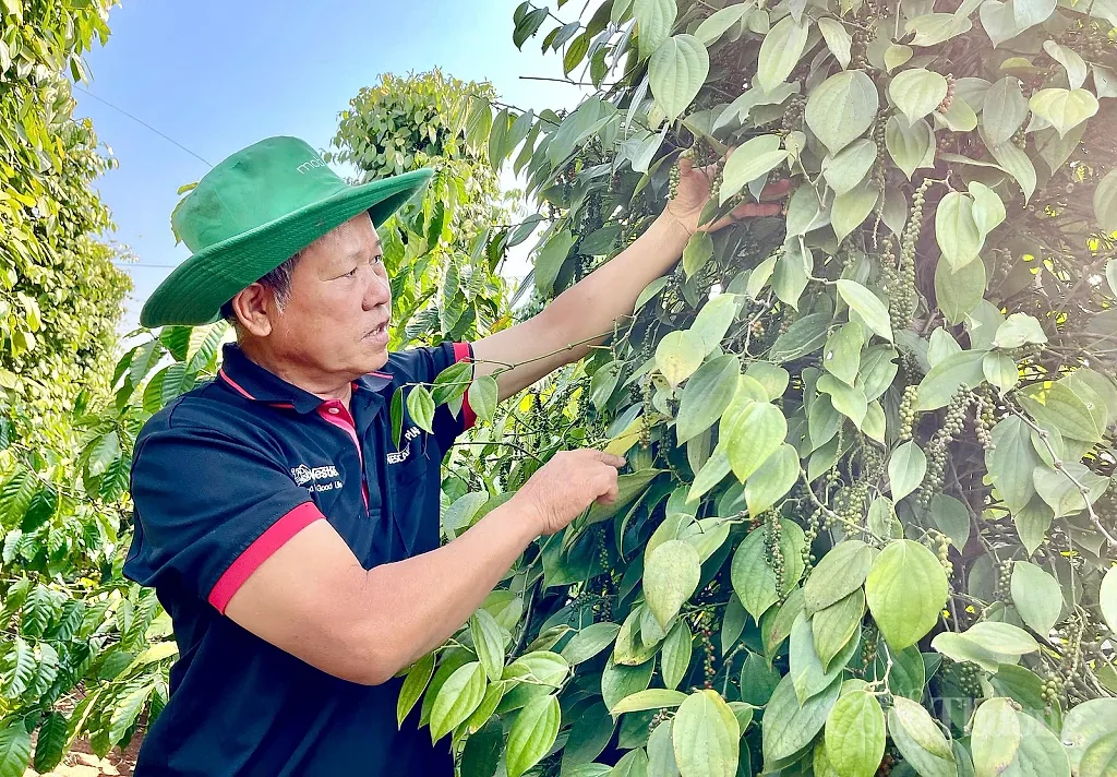 Giá tiêu hôm nay 21/5/2026: Cao nhất 142.000 đồng/kg