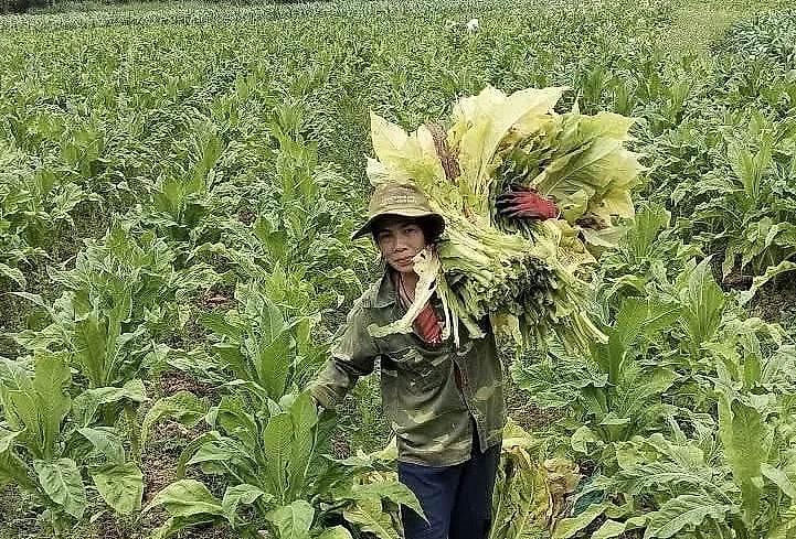 Người nông dân Cao Bằng làm mô hình lạ với 4.000m2 đất, mỗi năm đều tay thu số tiền lớn