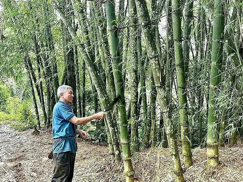 Chỉ với mảnh đất 15m2, người nông dân Thanh Hóa tìm ra bí quyết "đẻ ra tiền", phát triển kinh tế bền vững