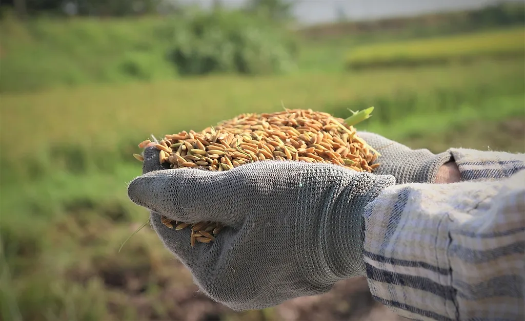 Carbon không phải ‘đũa thần’ cho nông nghiệp phát thải thấp — Rikolto