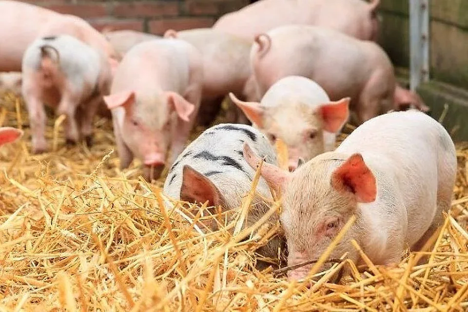 Giá heo hơi hôm nay 22/5/2026: Tăng rải rác ở một số địa phương — Công ty cổ phần AGRI Gia Lai Hai