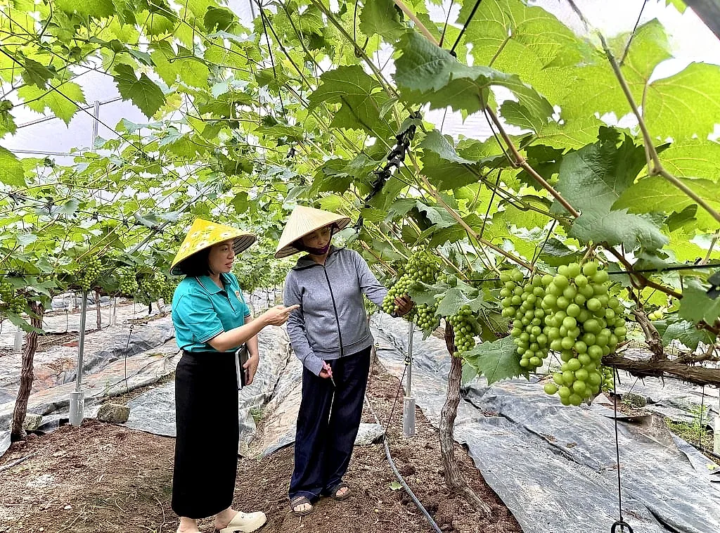 Người phụ nữ U60 tiên phong trồng giống cây "ngoại xứ", mở hướng làm giàu mới cho nông dân Quảng Ninh
