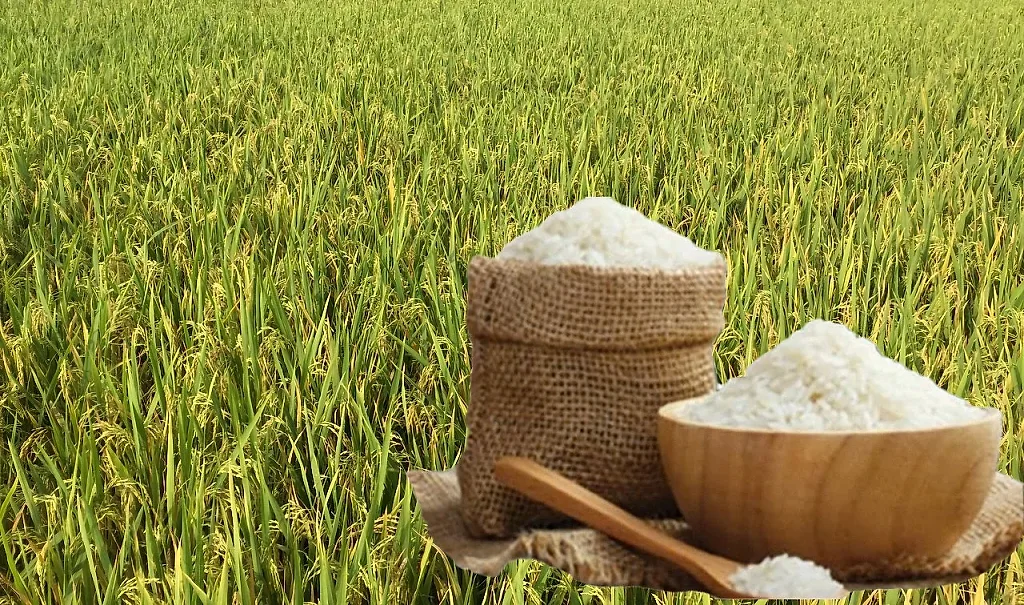 Giá lúa gạo hôm nay ngày 23/5/2026: Gạo thơm dẻo xuất khẩu neo cao