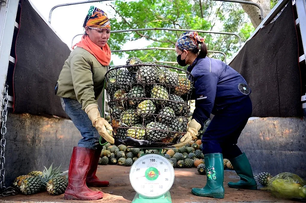 Nông dân trồng dứa làm giàu