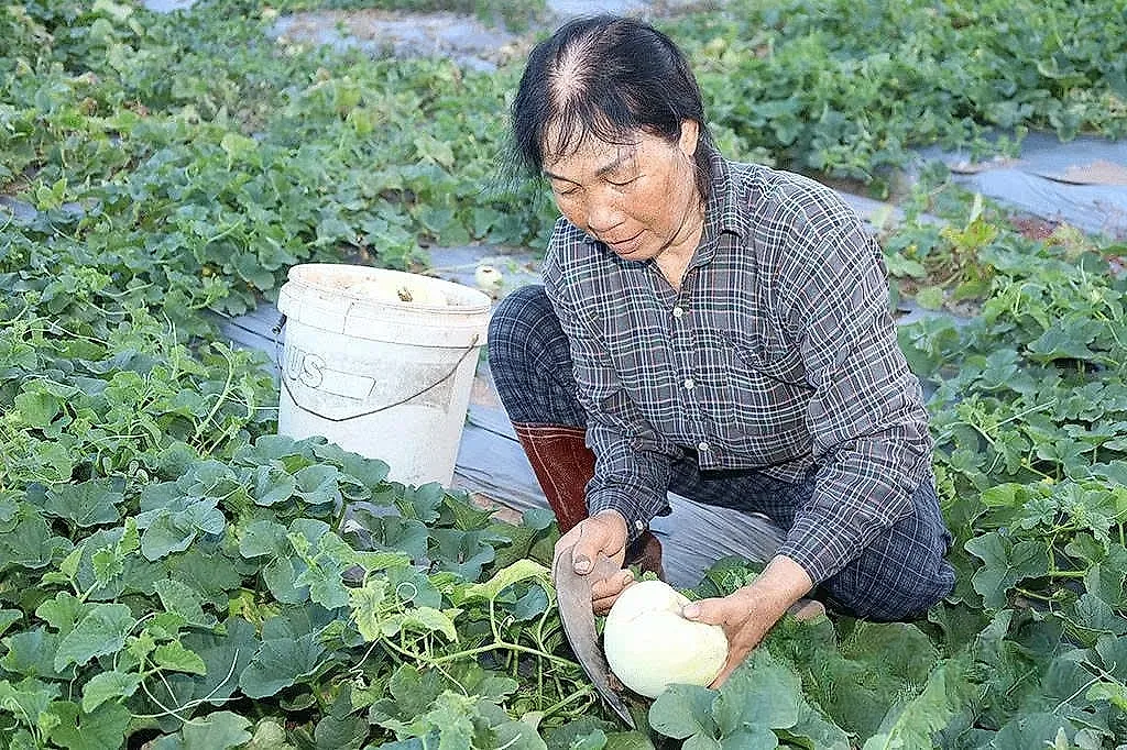 Nông dân Trịnh Thị Liễu