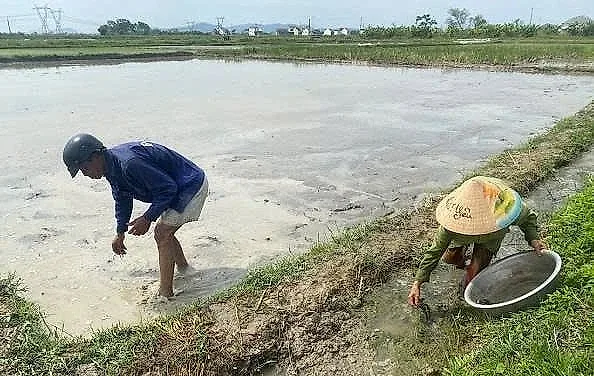 Loài “kẻ thù” của ruộng lúa bất ngờ thành nguồn thu mùa hè của nông dân Nghệ An