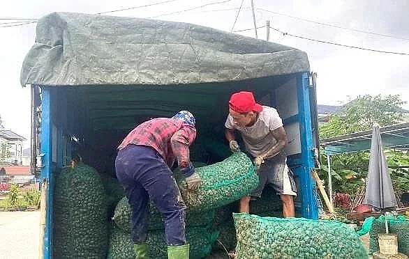 Thương lái đến thu mua ốc