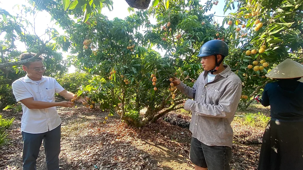Hải Phòng: Sản lượng vải thiều chính vụ giảm mạnh, giá tăng gấp 4 lần