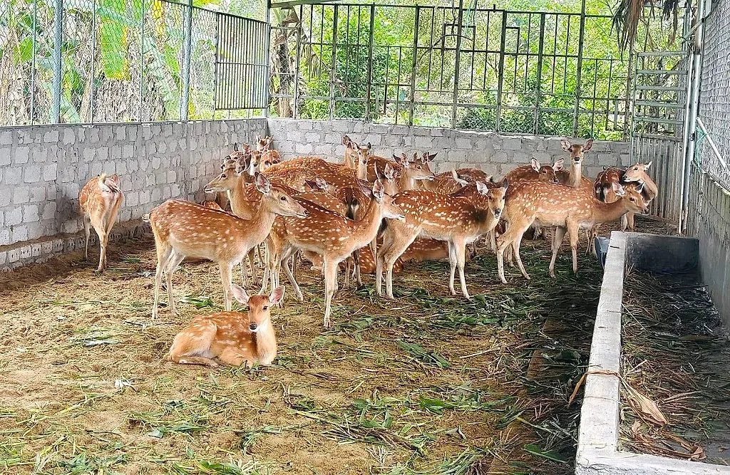 nông dân nuôi hươu lấy nhung