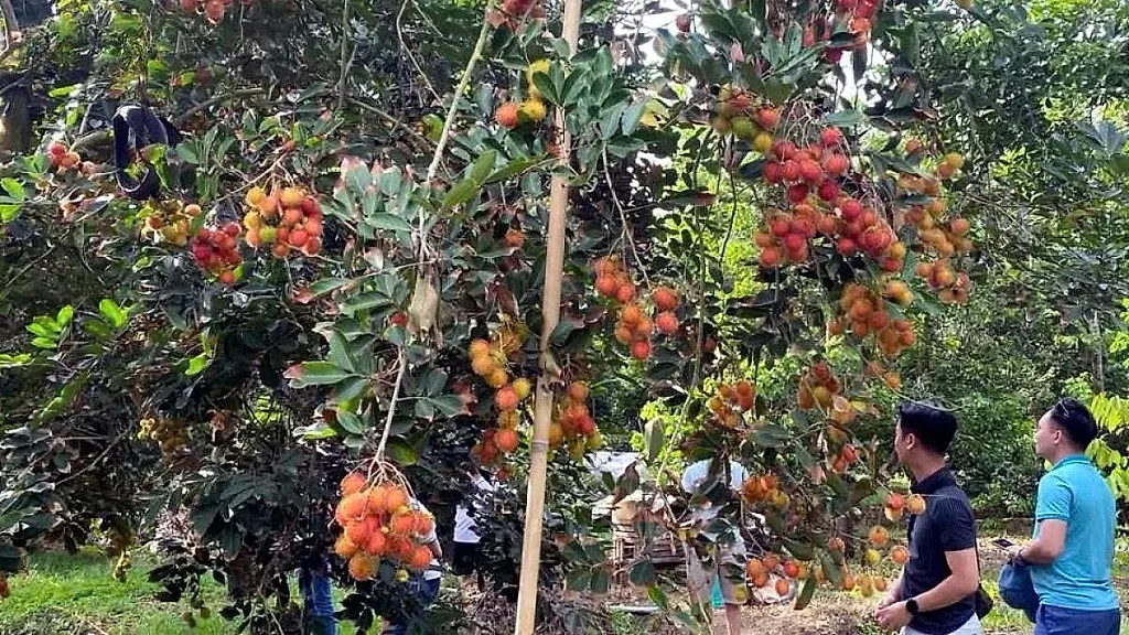 Giống trái chín đỏ được người dân Đồng Nai phát triển thành mô hình kinh tế độc đáo
