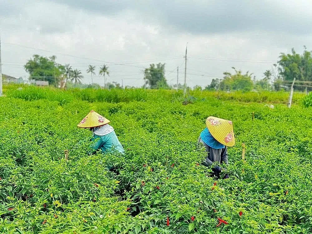 nông dân Cao Bằng trồng ớt