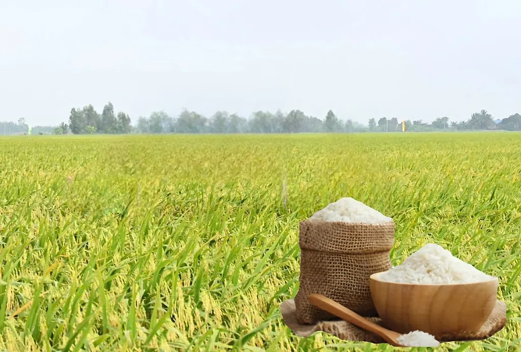 Giá lúa gạo hôm nay ngày 11/6/2026: Gạo nguyên liệu xuất khẩu giảm