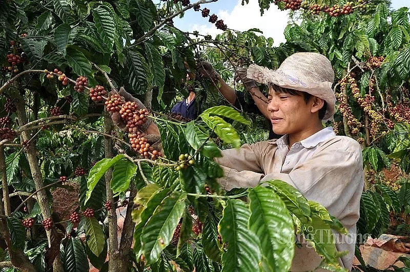 Giá cà phê thế giới đồng loạt tăng
