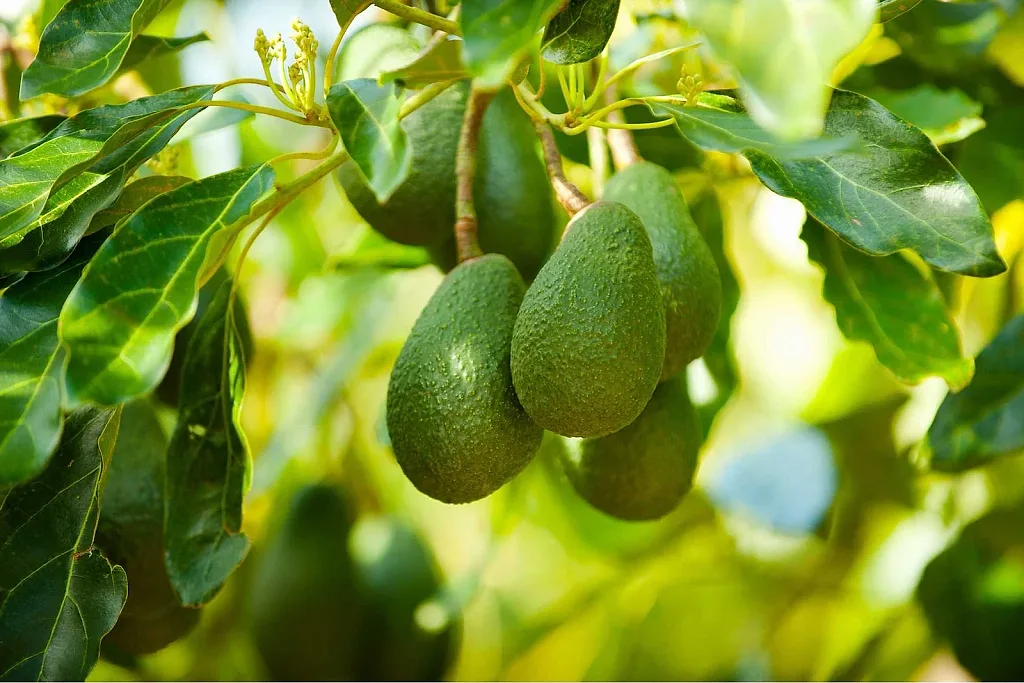 nông dân trồng bơ