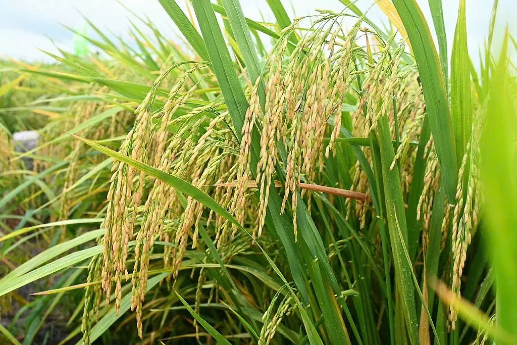 Giá lúa gạo hôm nay ngày 13/6: Gạo thơm Jasmine tăng 1.000 đồng/kg