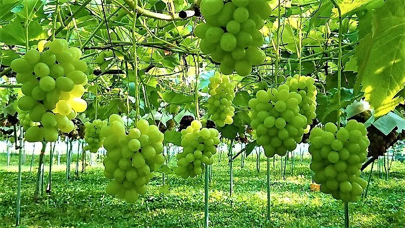 Hải Phòng nhân giống nho Mẫu Đơn