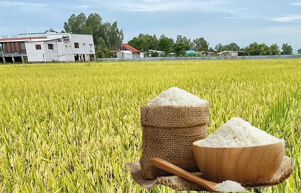 Giá lúa gạo hôm nay ngày 14/6/2026, tuần qua: Gạo xuất khẩu biến động