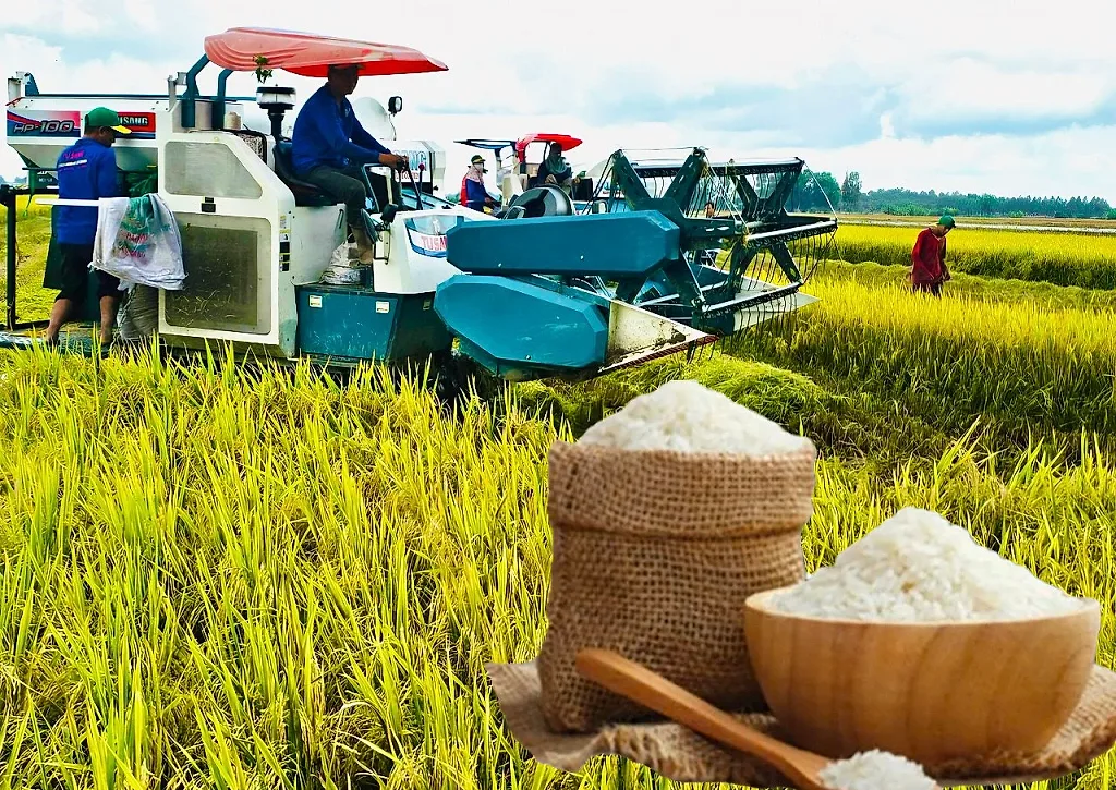 Giá lúa gạo hôm nay ngày 15/6/2026: Tấm thơm giảm nhẹ