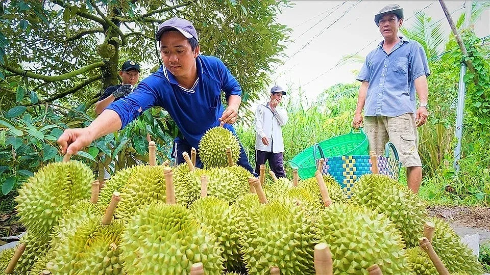 nông dân trồng sầu riêng