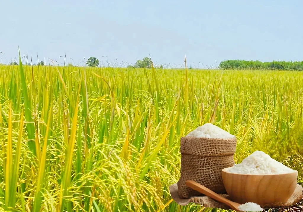 Giá lúa gạo hôm nay ngày 16/6/2026: Gạo xuất khẩu đảo chiều tăng