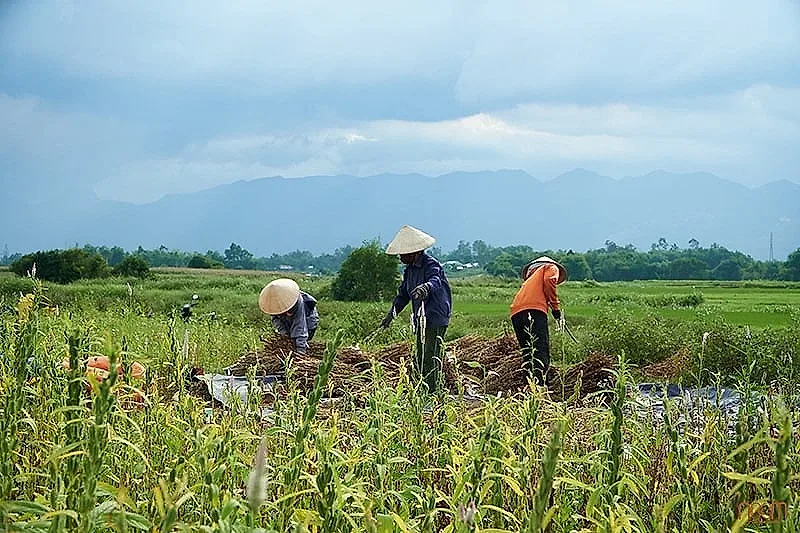 Nông dân trồng mè