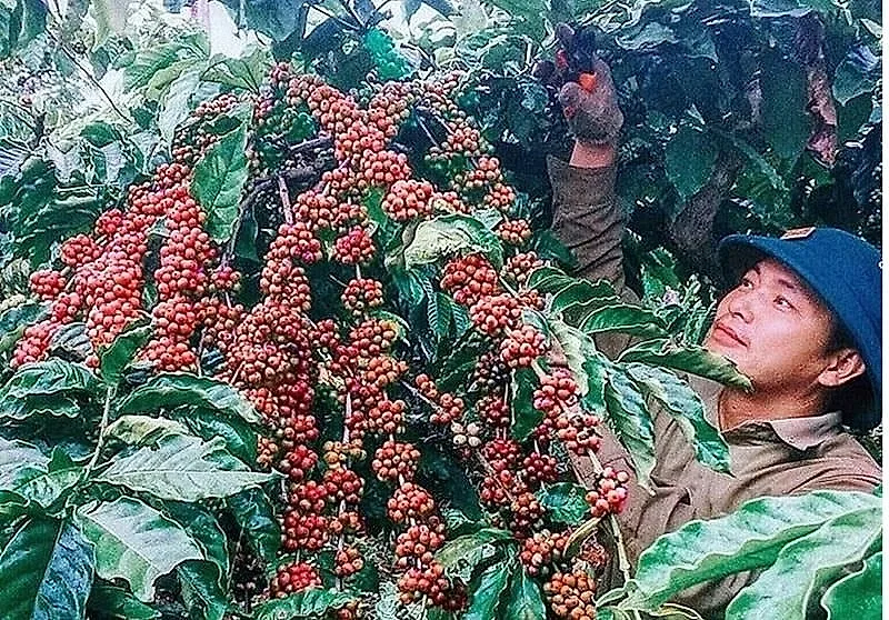 Giá cà phê giảm theo đà thế giới, xuất khẩu tăng lượng giảm giá