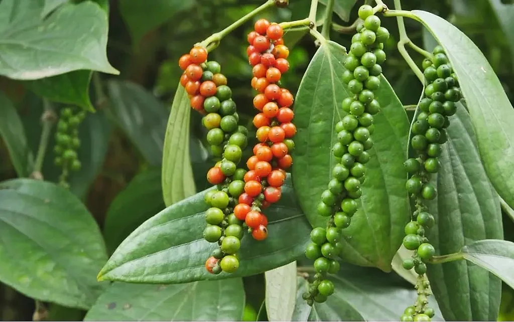 Giá tiêu hôm nay 22/6/2026: Giảm sâu tới 3.000 đồng/kg