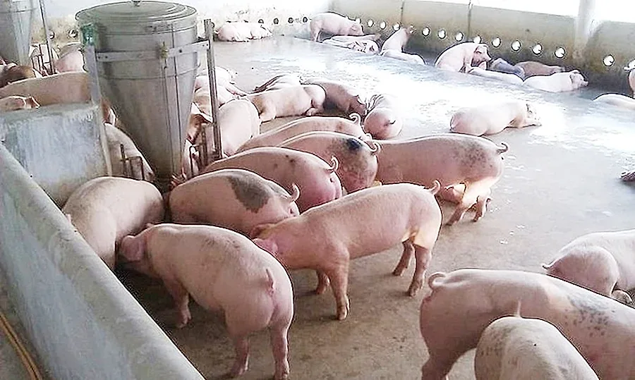 Giá heo hơi hôm nay 22/6/2026: Lặng sóng chờ tín hiệu mới