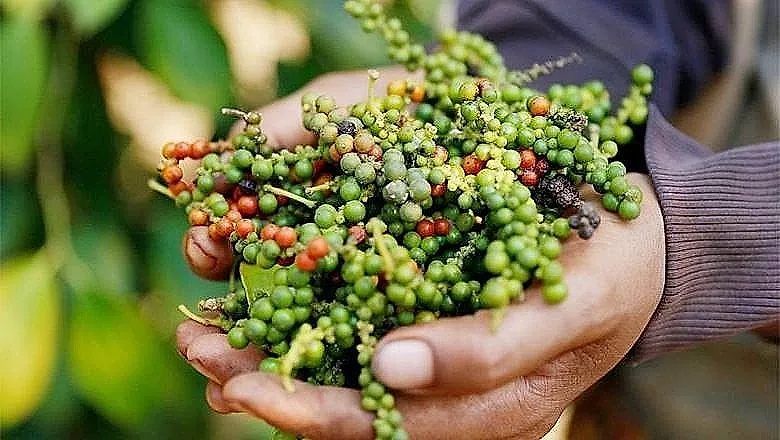 Giá tiêu hôm nay 23/6/2026: Tăng tốc, tín hiệu tích cực cho thị trường nửa cuối năm