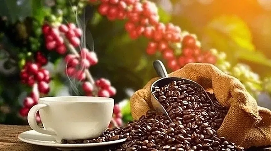 Giá cà phê hôm nay 23/6/2026: Đồng loạt khởi sắc