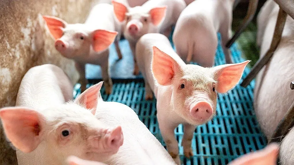 Giá heo hơi hôm nay 23/6/2026: Dao động 62.000 - 68.000 đồng/kg
