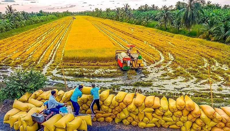 Dòng chảy tín dụng – Bệ phóng nâng tầm kinh tế “vựa lúa” An Giang