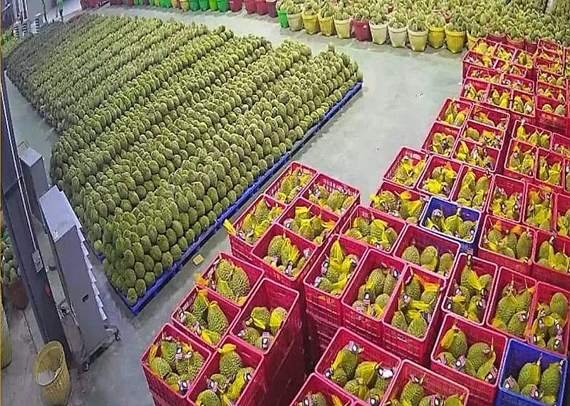 Xuất khẩu rau quả tăng tốc, Trung Quốc, Hoa Kỳ và EU là các nhân tố chính thúc đẩy tăng trưởng