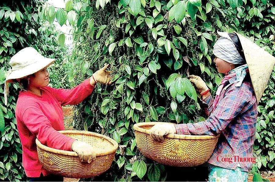 Giá tiêu hôm nay 26/6/2026: Giữ đà ổn định
