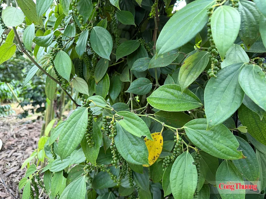 Giá tiêu hôm nay 27/6/2026: Giảm nhẹ tại Đồng Nai