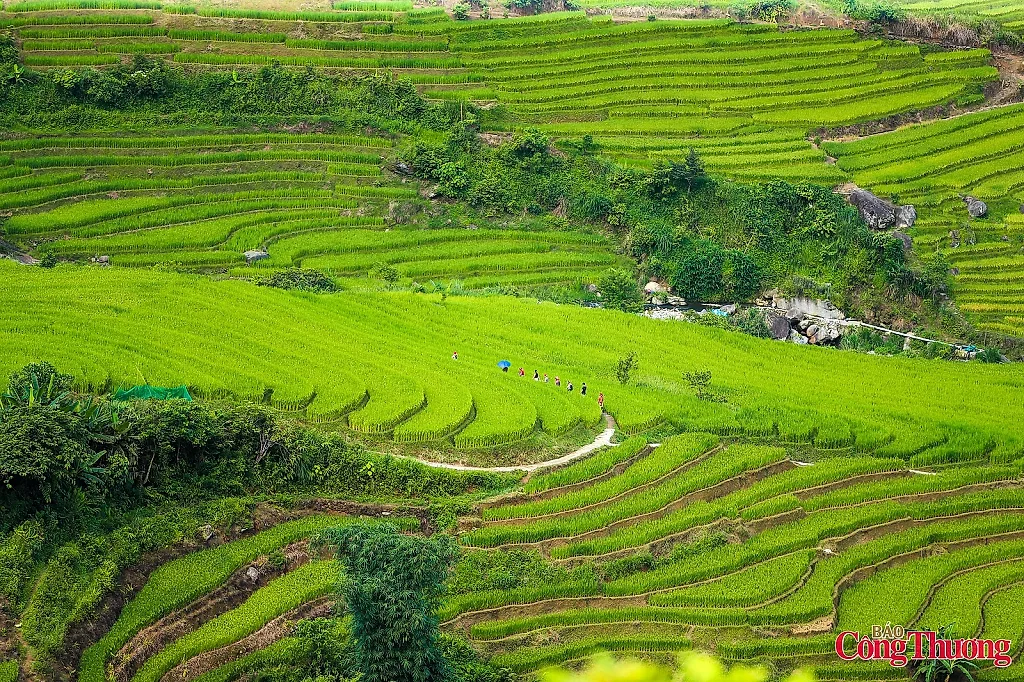 Lạc giữa mùa lúa xanh đẹp nhất Sa Pa